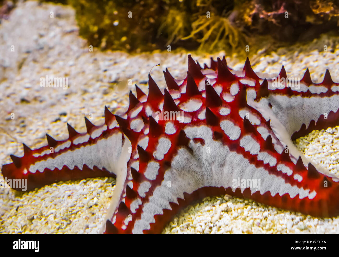 closeup of a african red knob sea star, tropical starfish specie from the indo-pacific ocean, marine life background Stock Photo