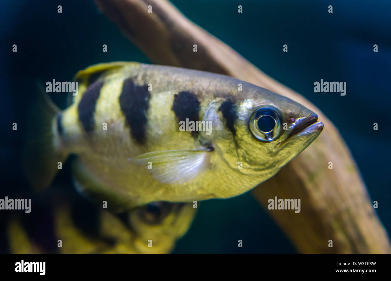 closeup portrait of a banded Archer fish, popular tropical aquarium pet, Exotic specie from the Indo-pacific ocean Stock Photo