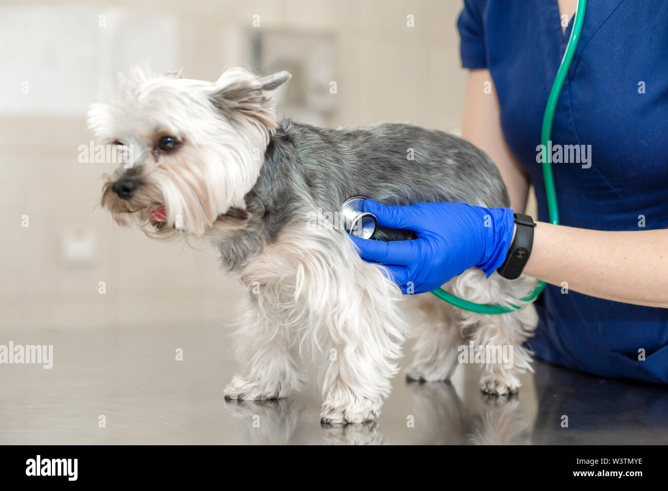 Beautiful doctor vet small cute dog breed Yorkshire Terrier with a stethoscope in a veterinary clinic. Happy dog on medical examination. Blurred backg Stock Photo