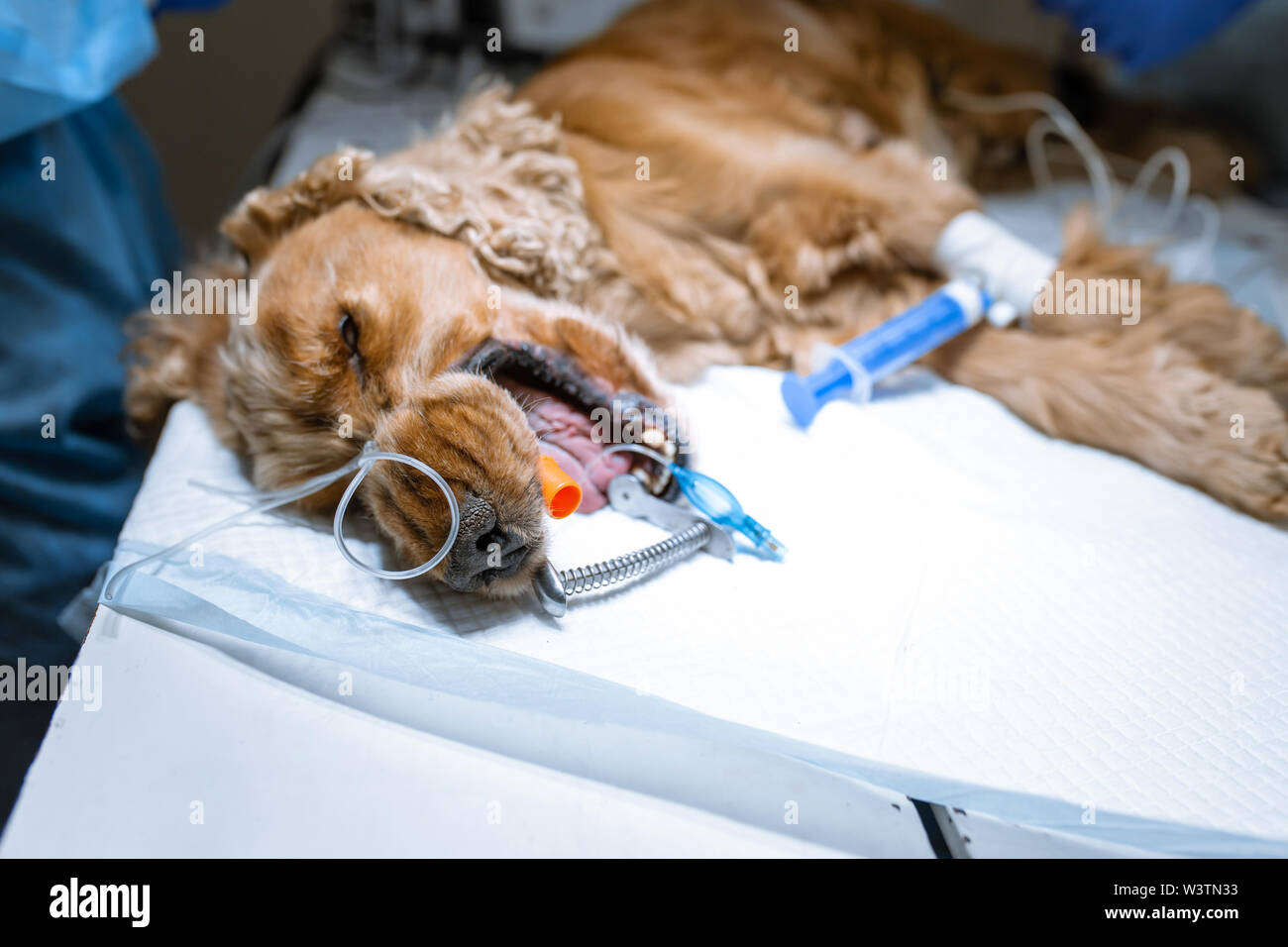 A vet surgeon brushes his dog's teeth under anesthesia on the operating