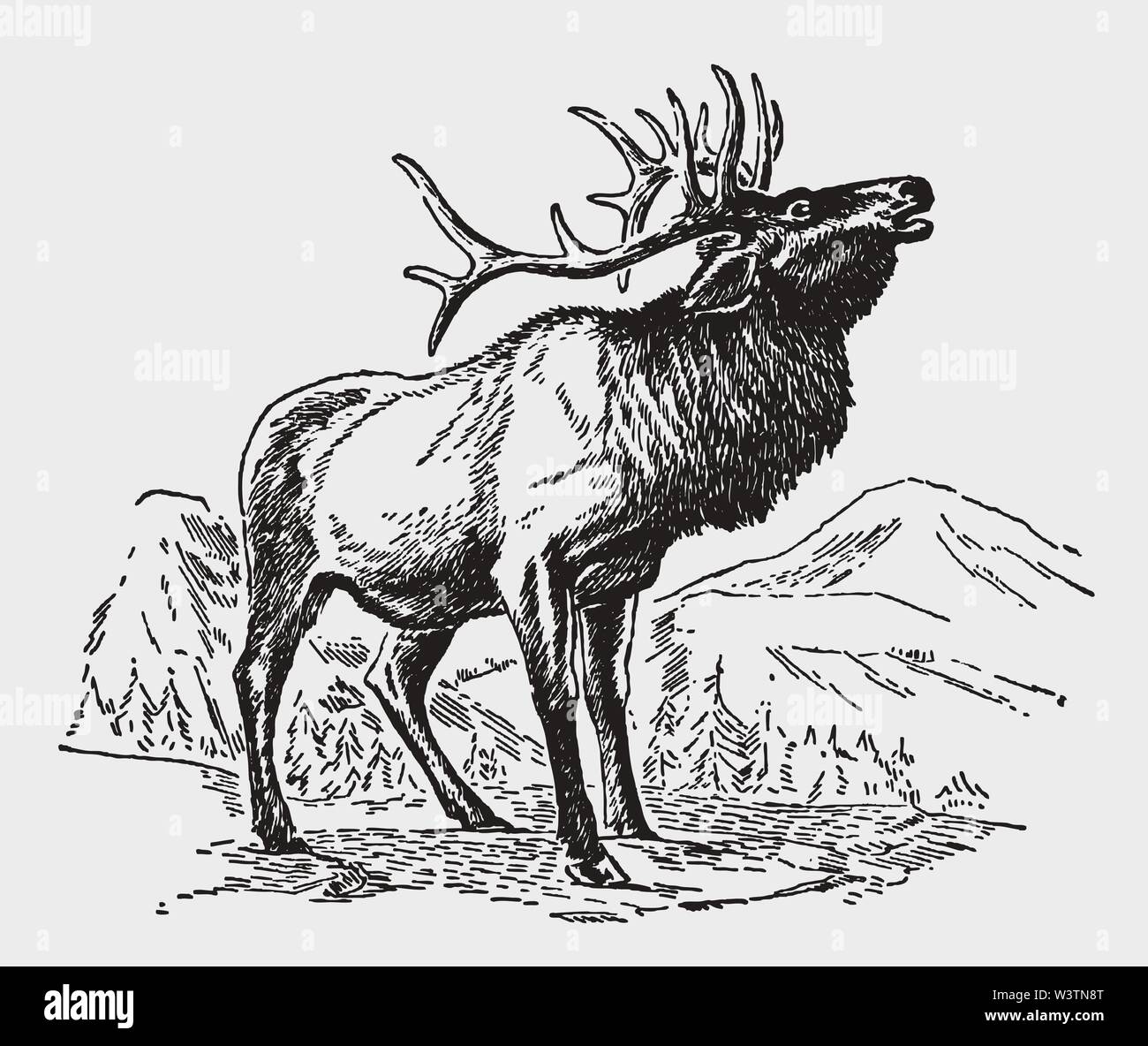 Red deer (cervus elaphus) stag standing in a mountainous landscape and roaring. Illustration after a historic engraving from the early 20th century Stock Vector