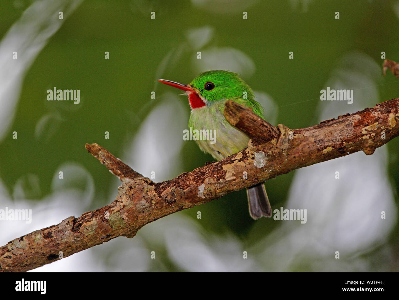 Jamaican Tody (Todus todus) adult perched on dead branch, endemic Jamaican species  Marshall's Pen, Jamaica                 November Stock Photo