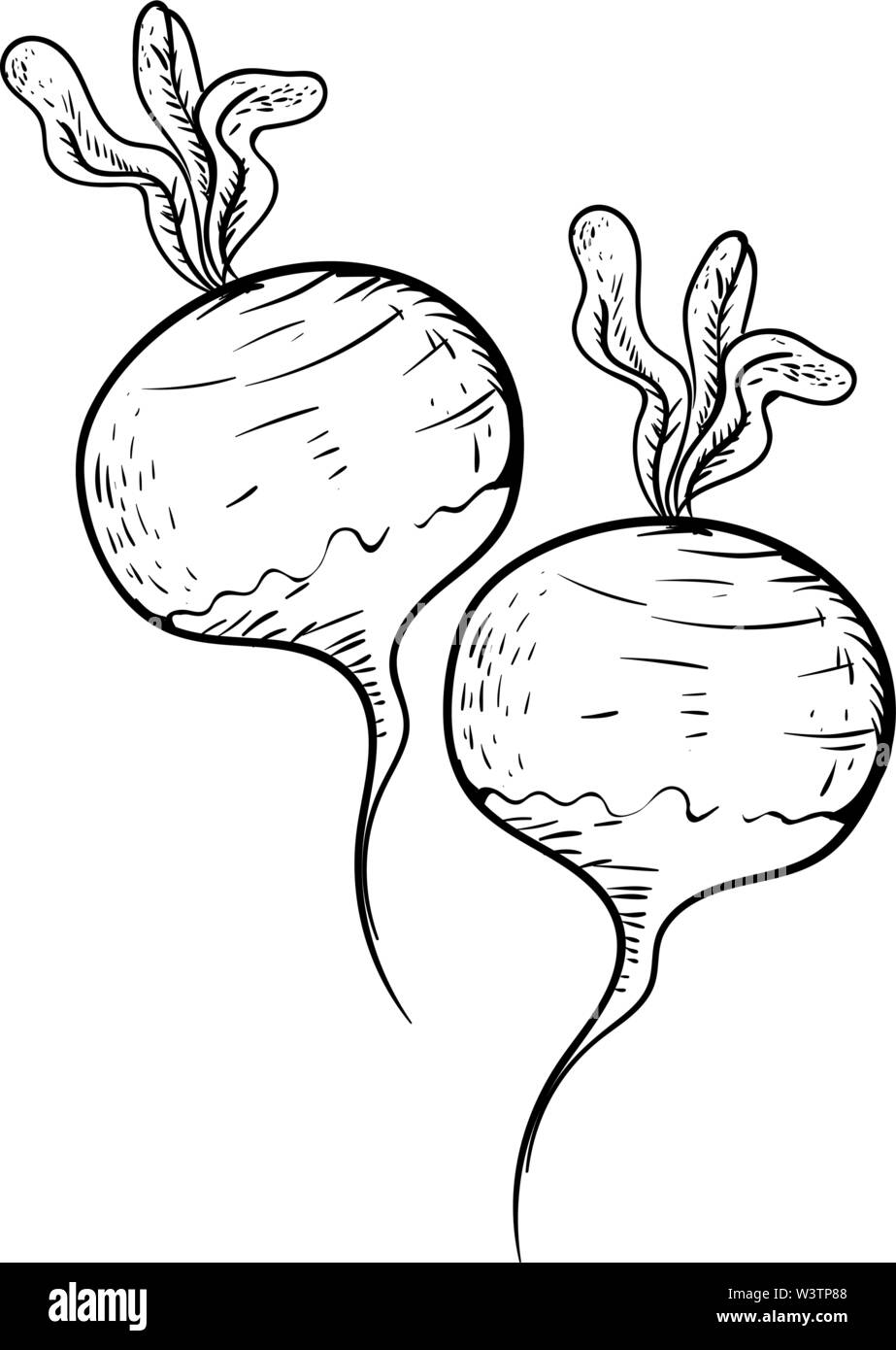 Sketch of radish vegetable, illustration, vector on white background