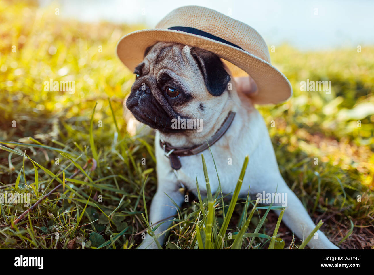 pugs straw hats