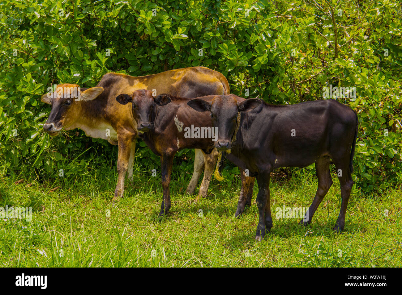 Three African Nguni bulls on pasture. Shot in Vergelegen estate area, Hottentots Holland Mountains, near Somerset West, Western Cape, South Africa. Stock Photo