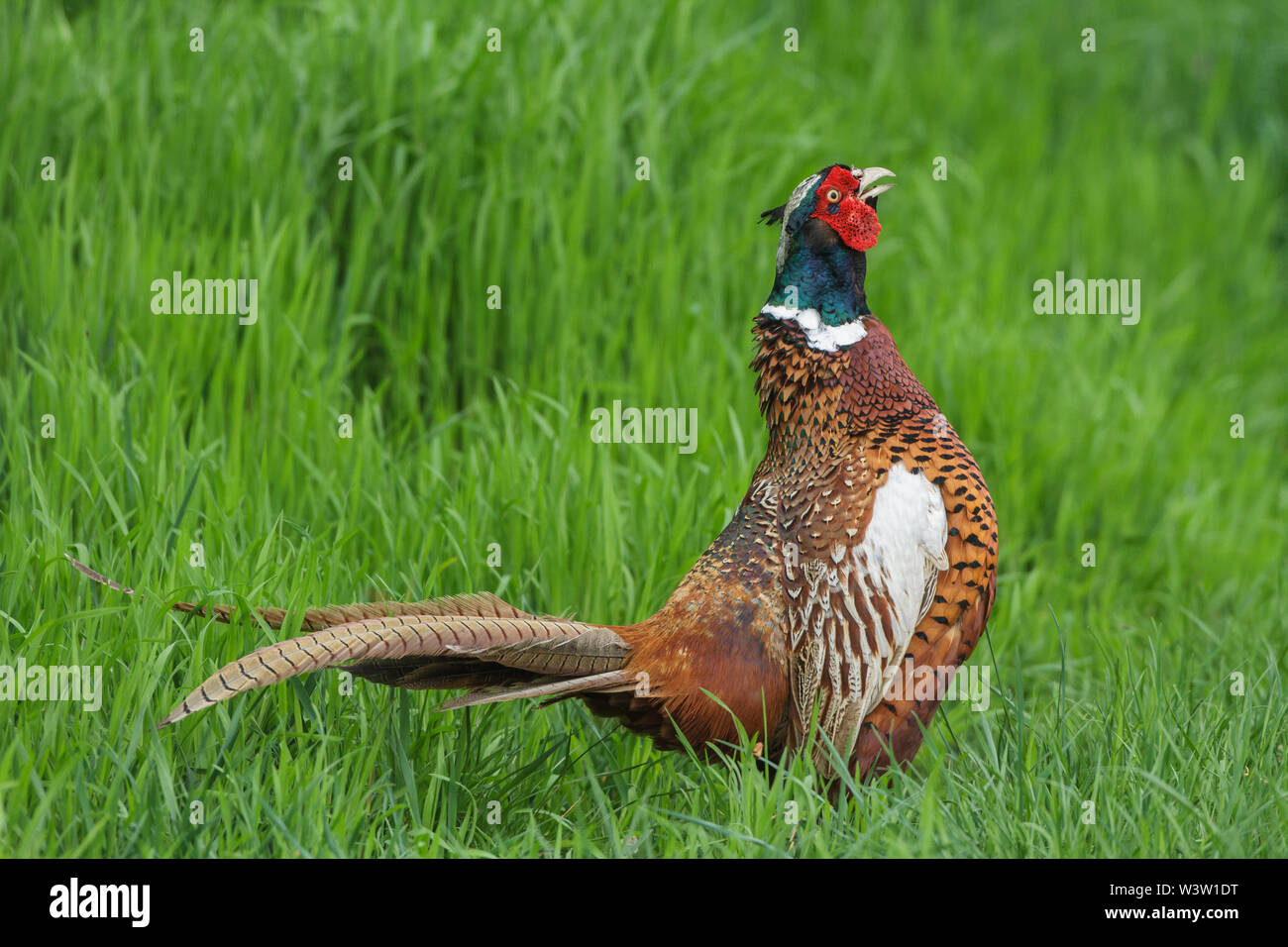 Common pheasant, Fasan (Phasianus colchicus) Männchen beim Balzruf Stock Photo