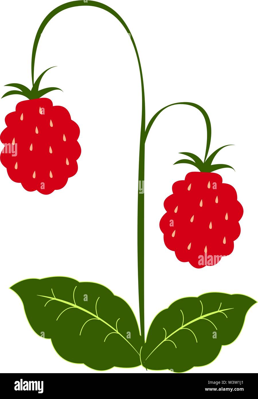Red raspberry on white Stock Vector Images - Alamy