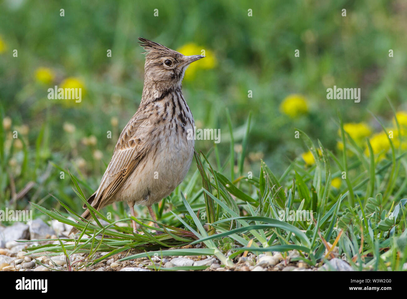 Crested lark, Haubenlerche (Galerida cristata) Stock Photo