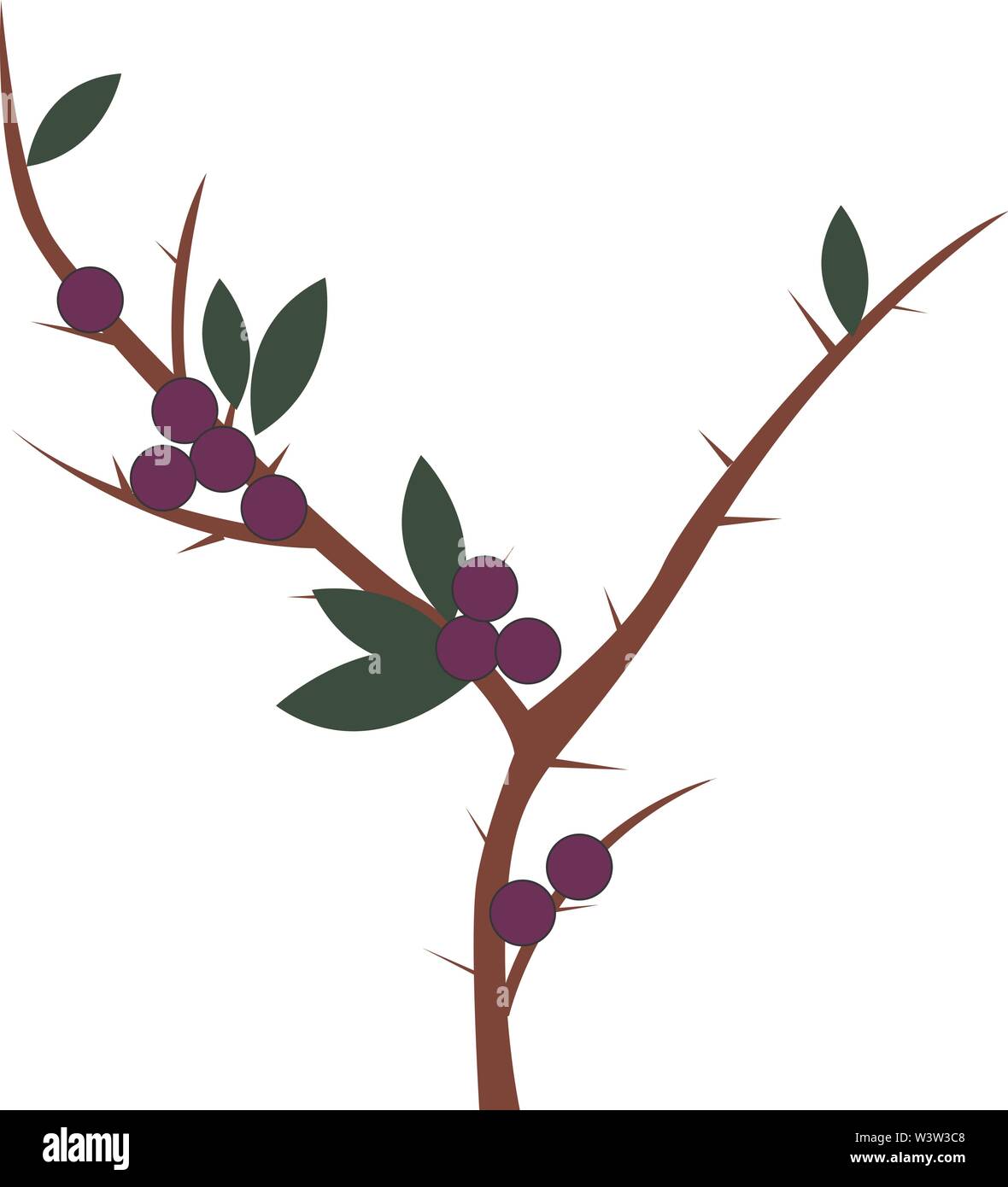 Purple blackthorn, illustration, vector on white background. Stock Vector