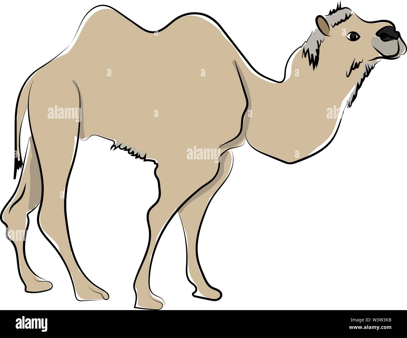 Camel in desert, illustration, vector on white background. Stock Vector