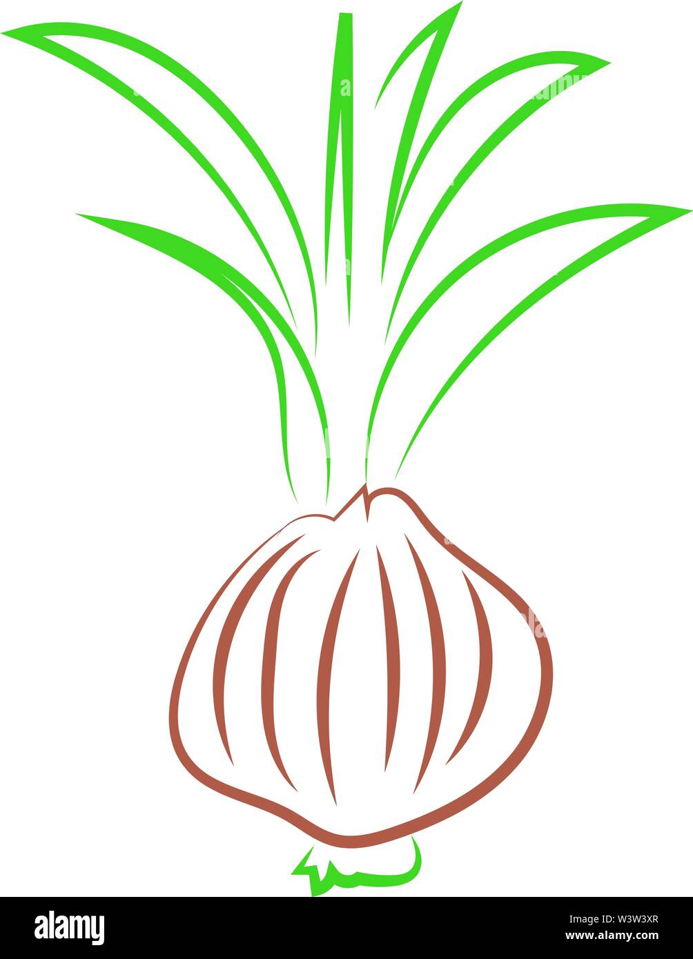 Onions drawing, illustration, vector on white background Stock Vector