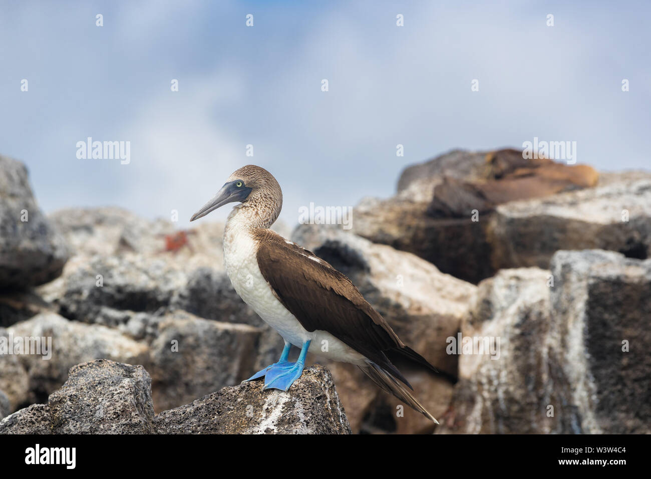 Galapagos animals: Blue-footed Booby - Iconic famous galapagos wildlife Stock Photo