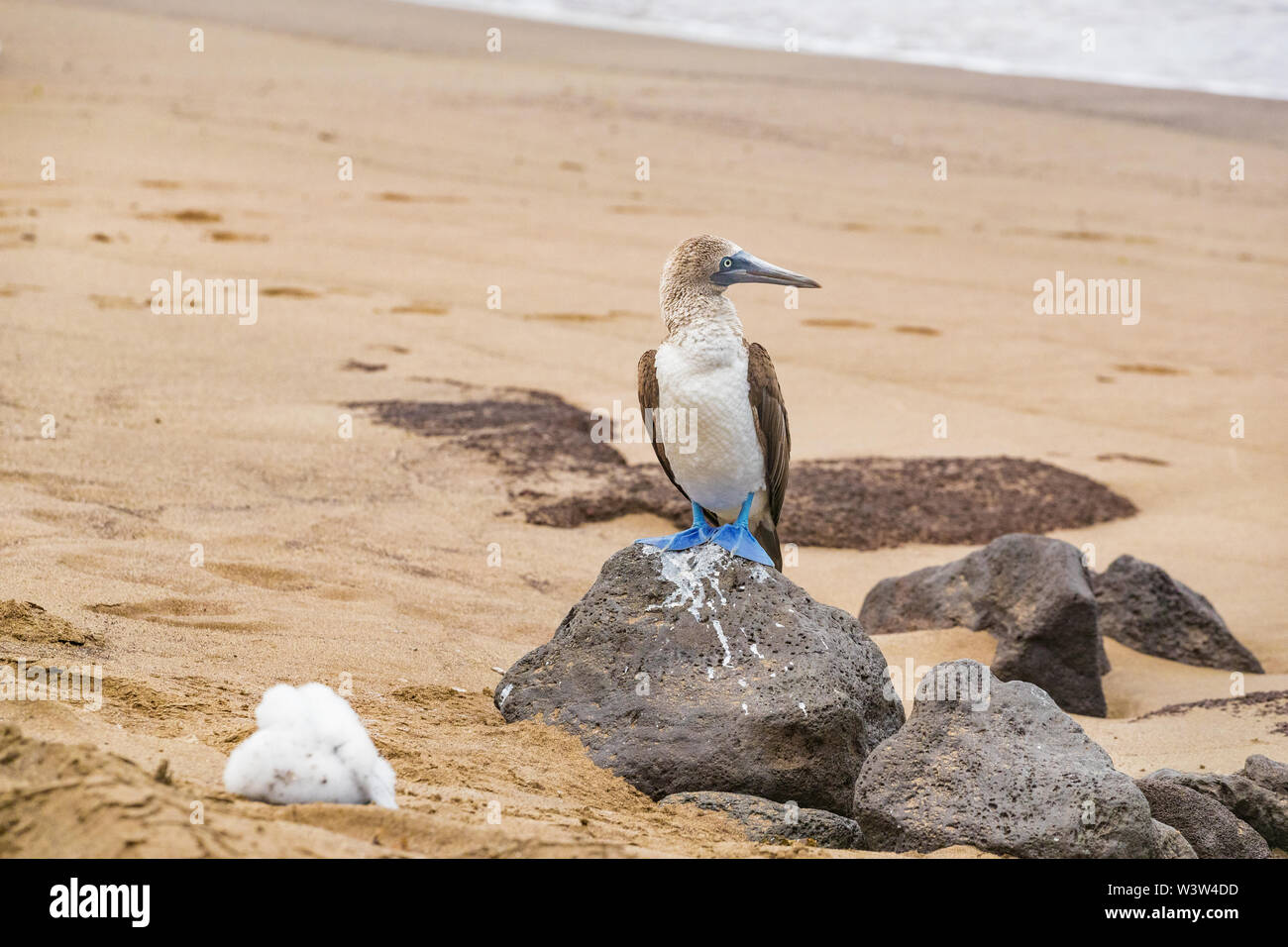 Galapagos animals: Blue-footed Booby - Iconic famous galapagos wildlife Stock Photo