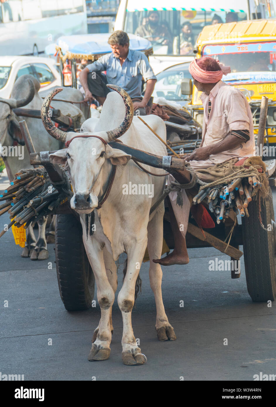 Trditional Indian Hindu Men with White Holy Cows Pullling Loaded Carts on a Busy Street in Jaipur in Rajasthan in India where the Cow is a Sacred. Stock Photo