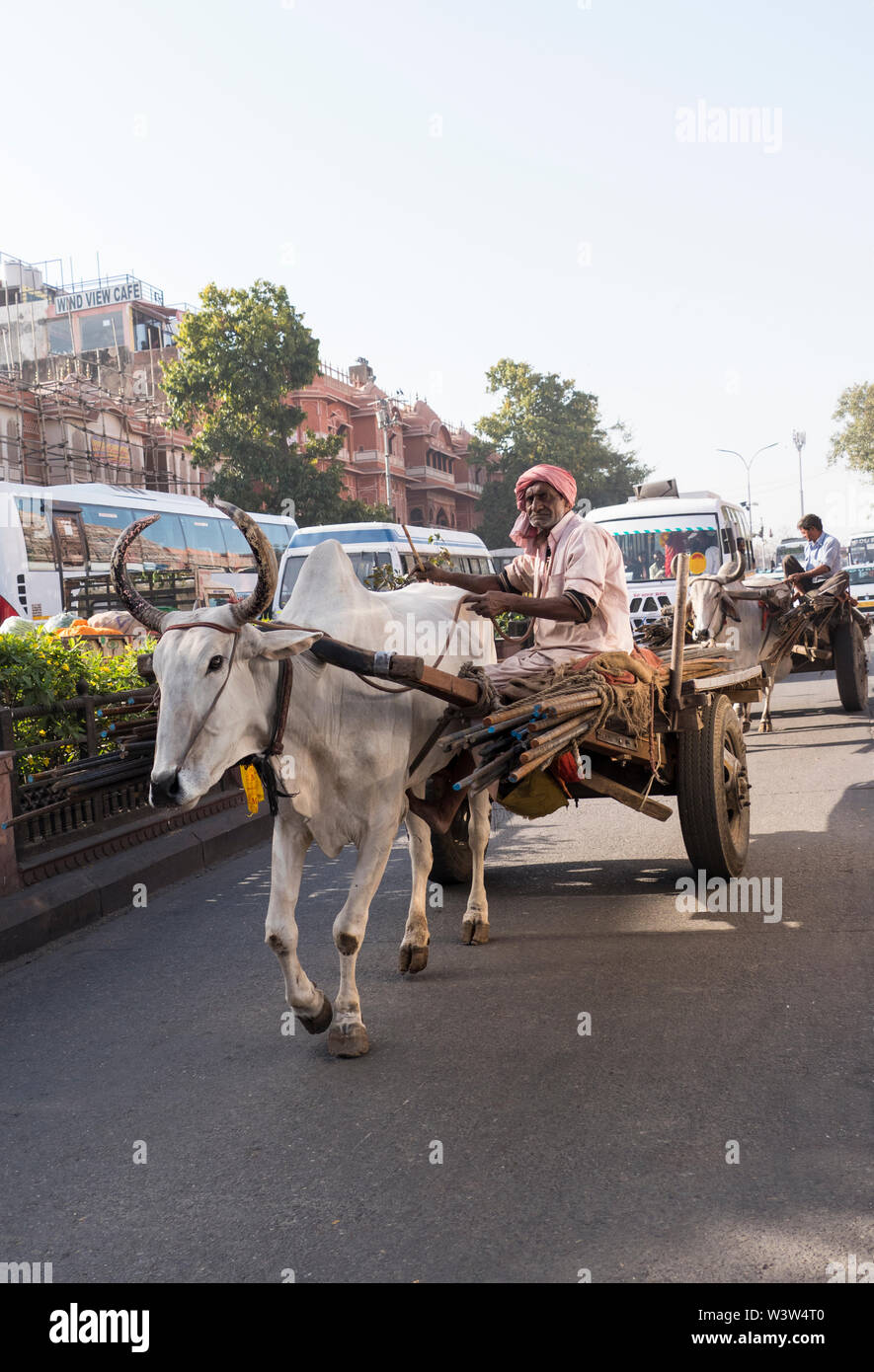 Traditional Hindu Indian Men with White Holy Cows Pulling Loaded Carts on a Busy Street in Jaipur in Rajasthan in India where the Cow is Sacred. Stock Photo