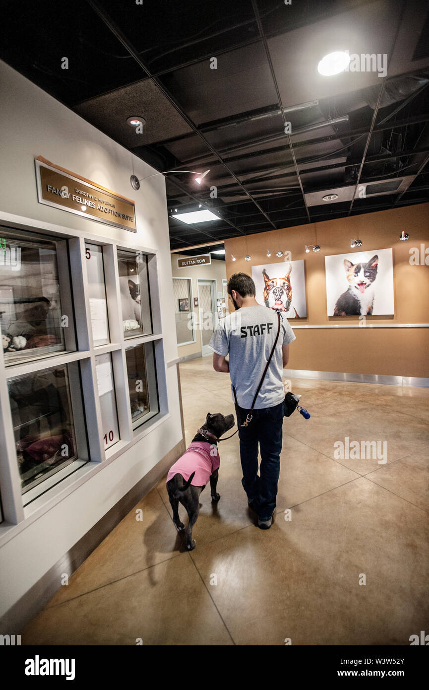 Animal shelter dogs hi-res stock photography and images - Alamy