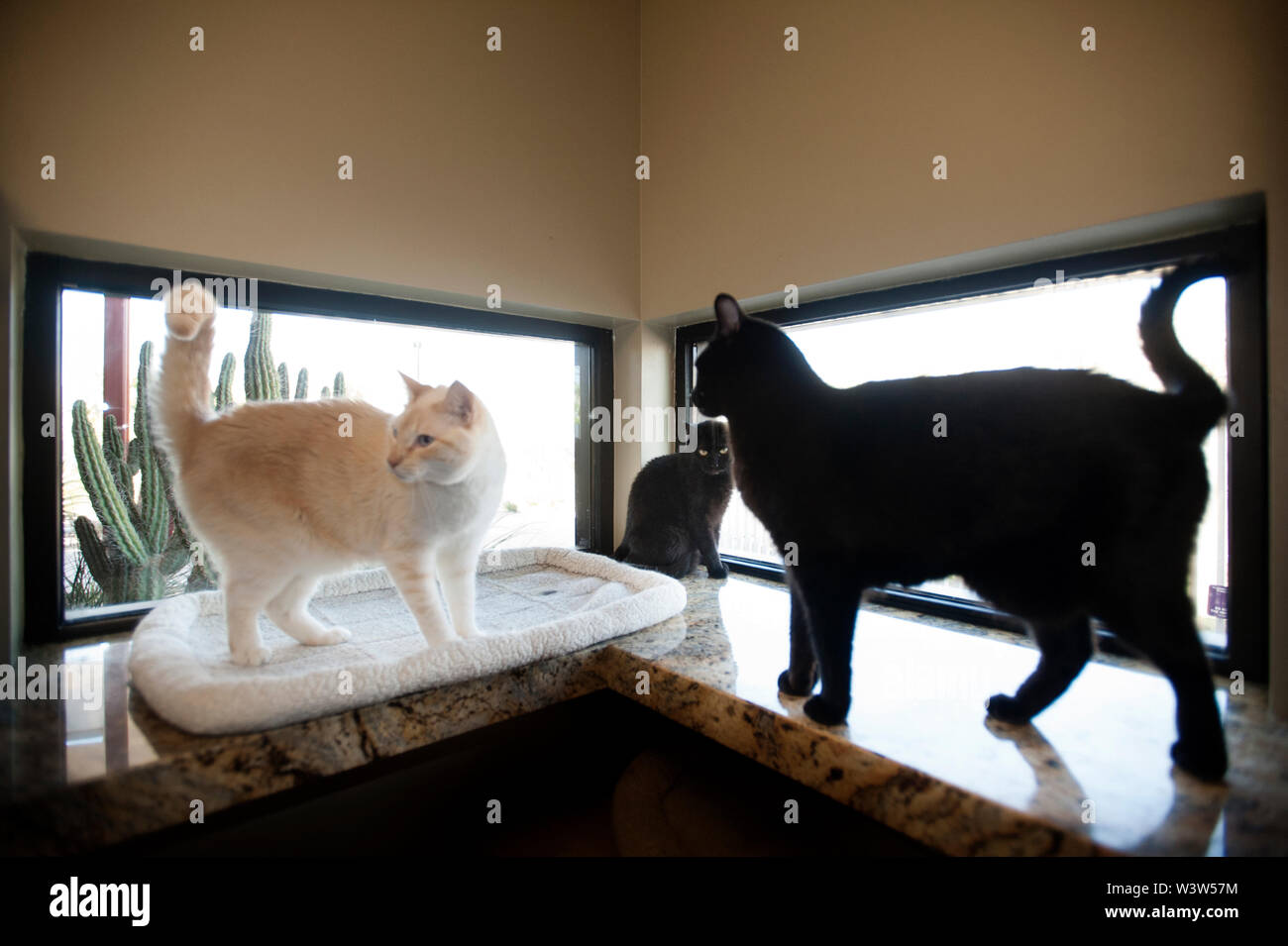 Cats housed in a no kill animal care facility pound shelter Stock Photo