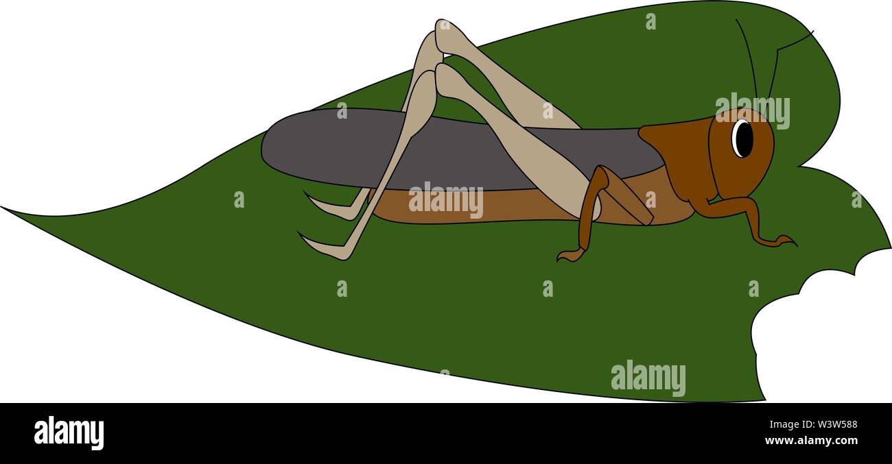 Locust on leaf, illustration, vector on white background. Stock Vector
