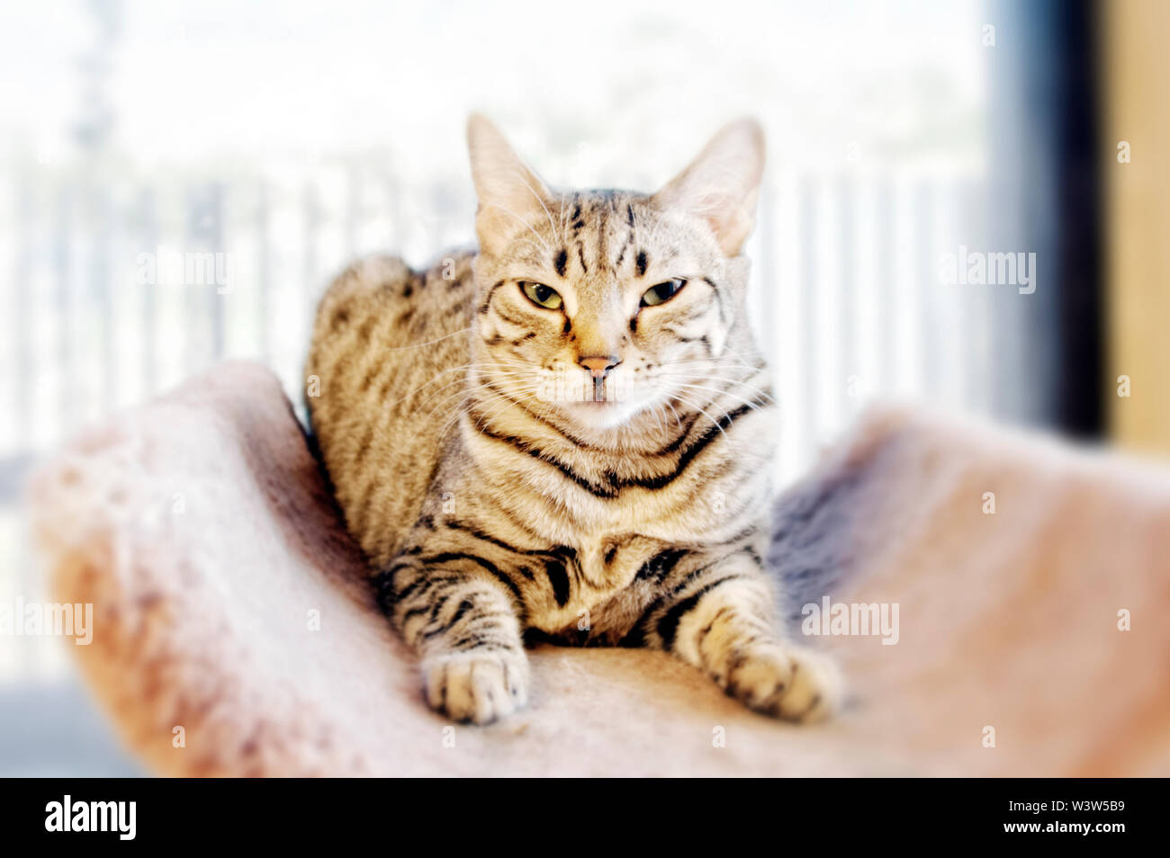 Cats housed in a no kill animal care facility pound shelter Stock Photo