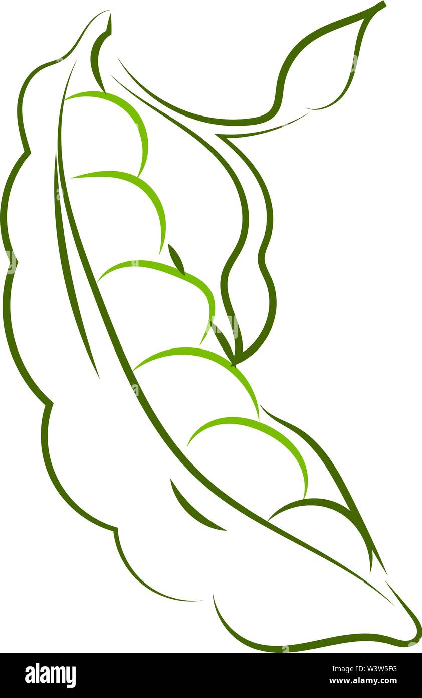 Peas drawing, illustration, vector on white background Stock Vector ...