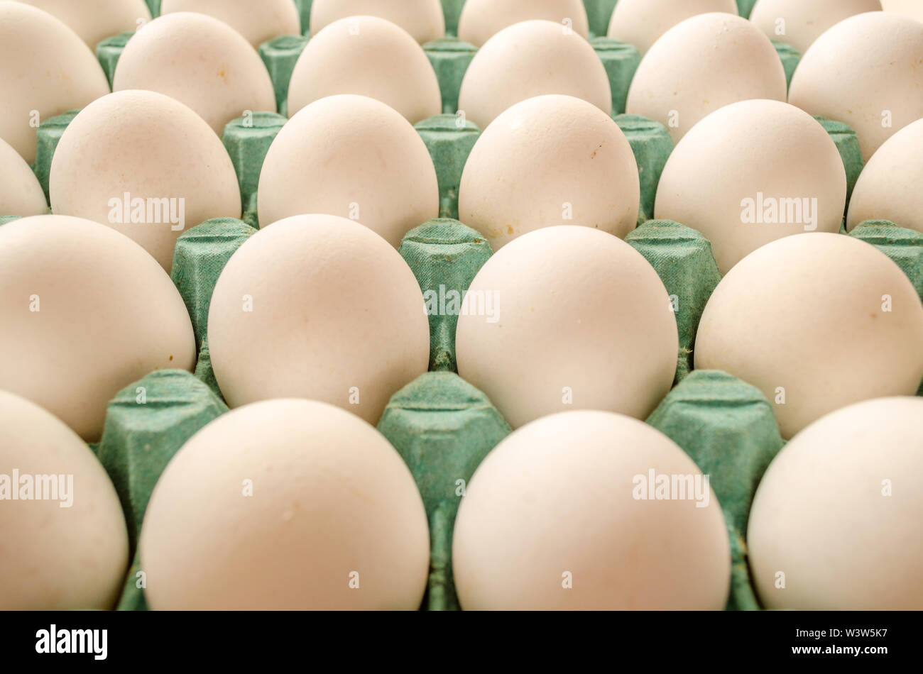 white eggs arranged together in a green egg carton Stock Photo