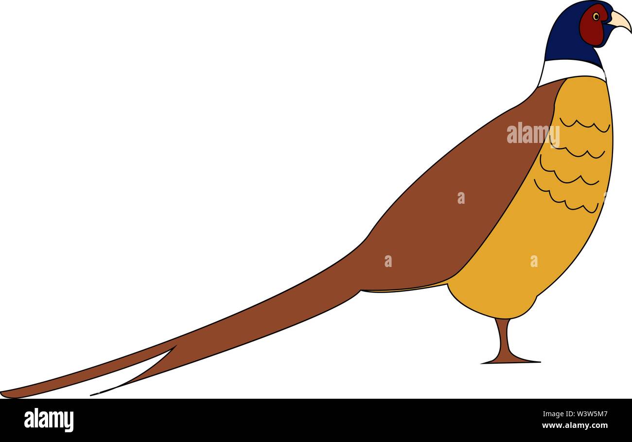 Bird Illustration Wildlife Pheasant Cartoon Hi Res Stock Photography