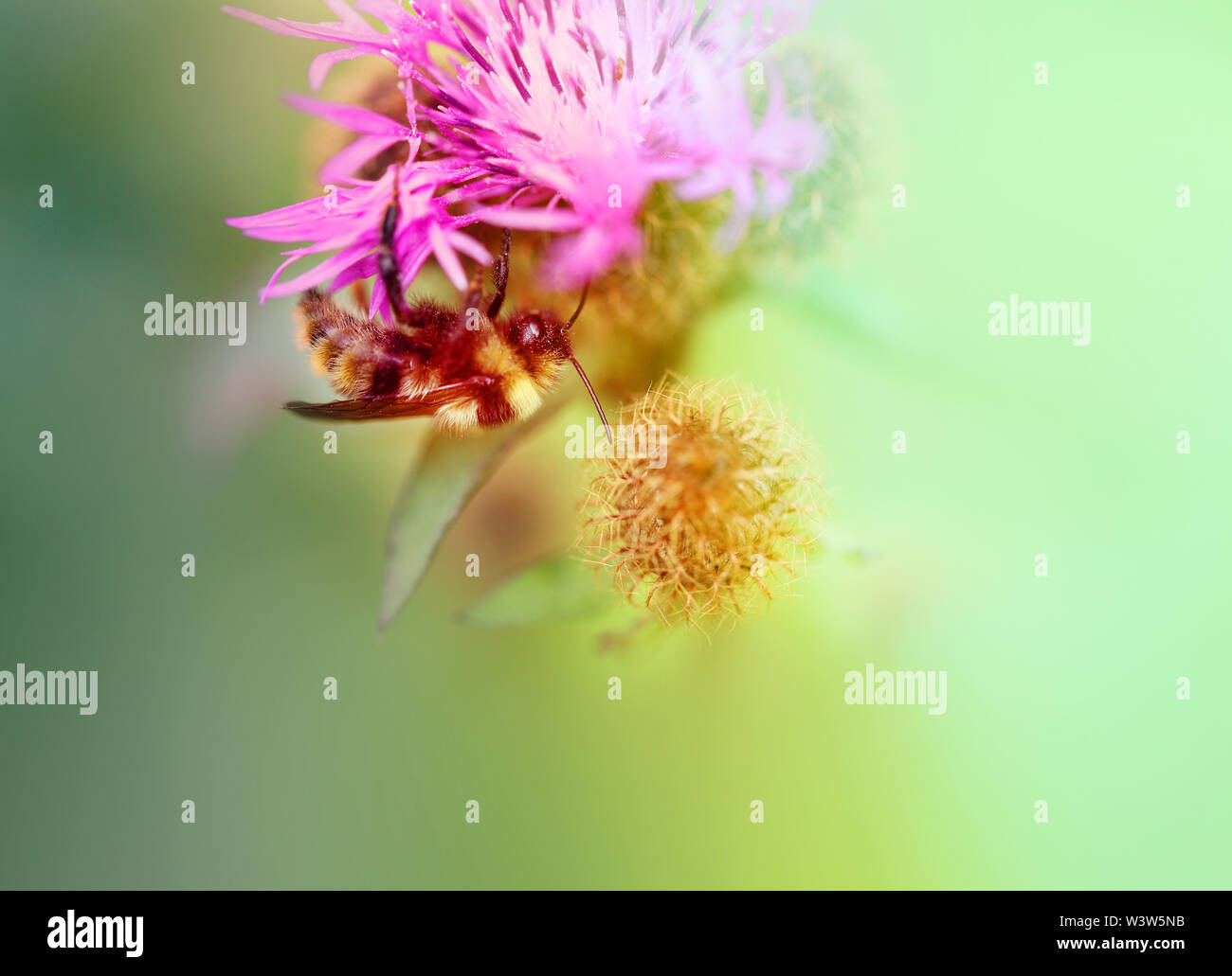A beautiful photo of a bumblebee on a red flower Stock Photo