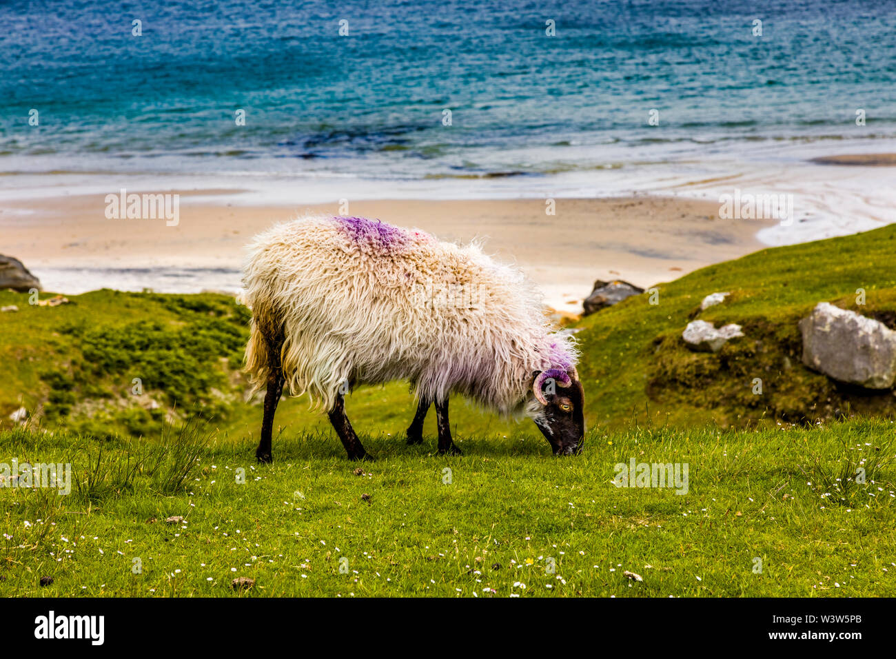 Sheep on Achill Island in County Mayo Ireland Stock Photo