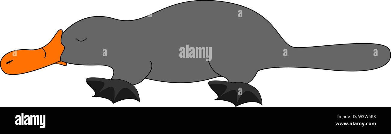 Grey platypus, illustration, vector on white background. Stock Vector