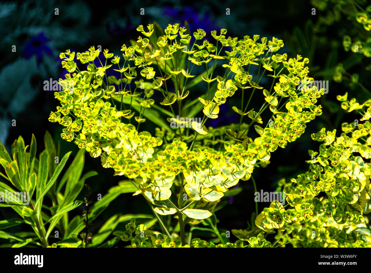 Spurge growing in a botanical garden. Euphorbia is a very large ...