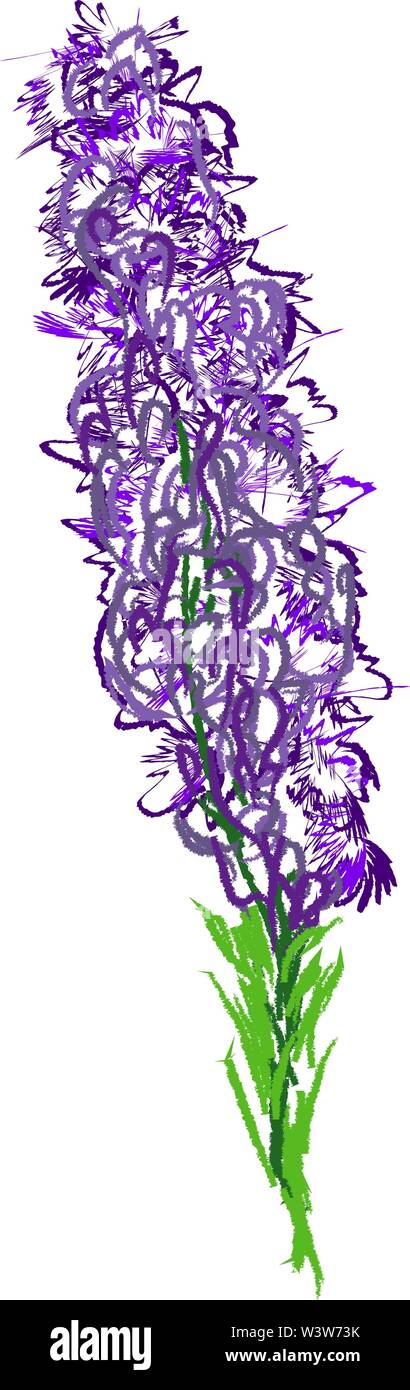 Purple aconitum, illustration, vector on white background. Stock Vector