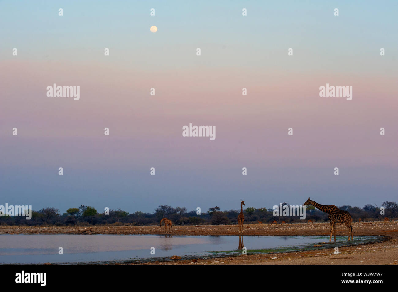 Giraffes at Klein Namutoni waterhole, Etosha Park, Namibia Stock Photo