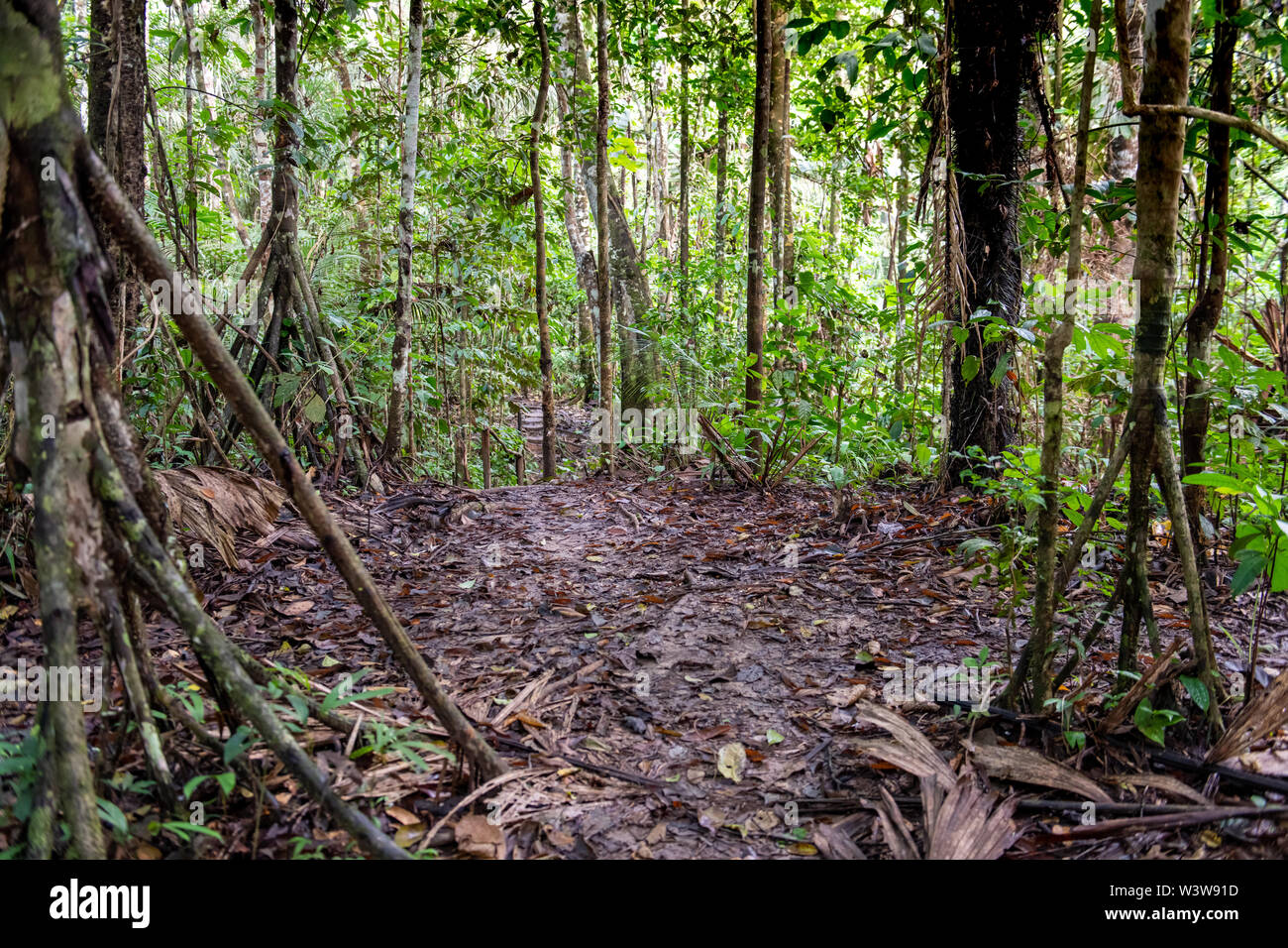 Equatorial Forest Hi res Stock Photography And Images Alamy equatorial-forest-hi-res-stock-photography-and-images-alamy