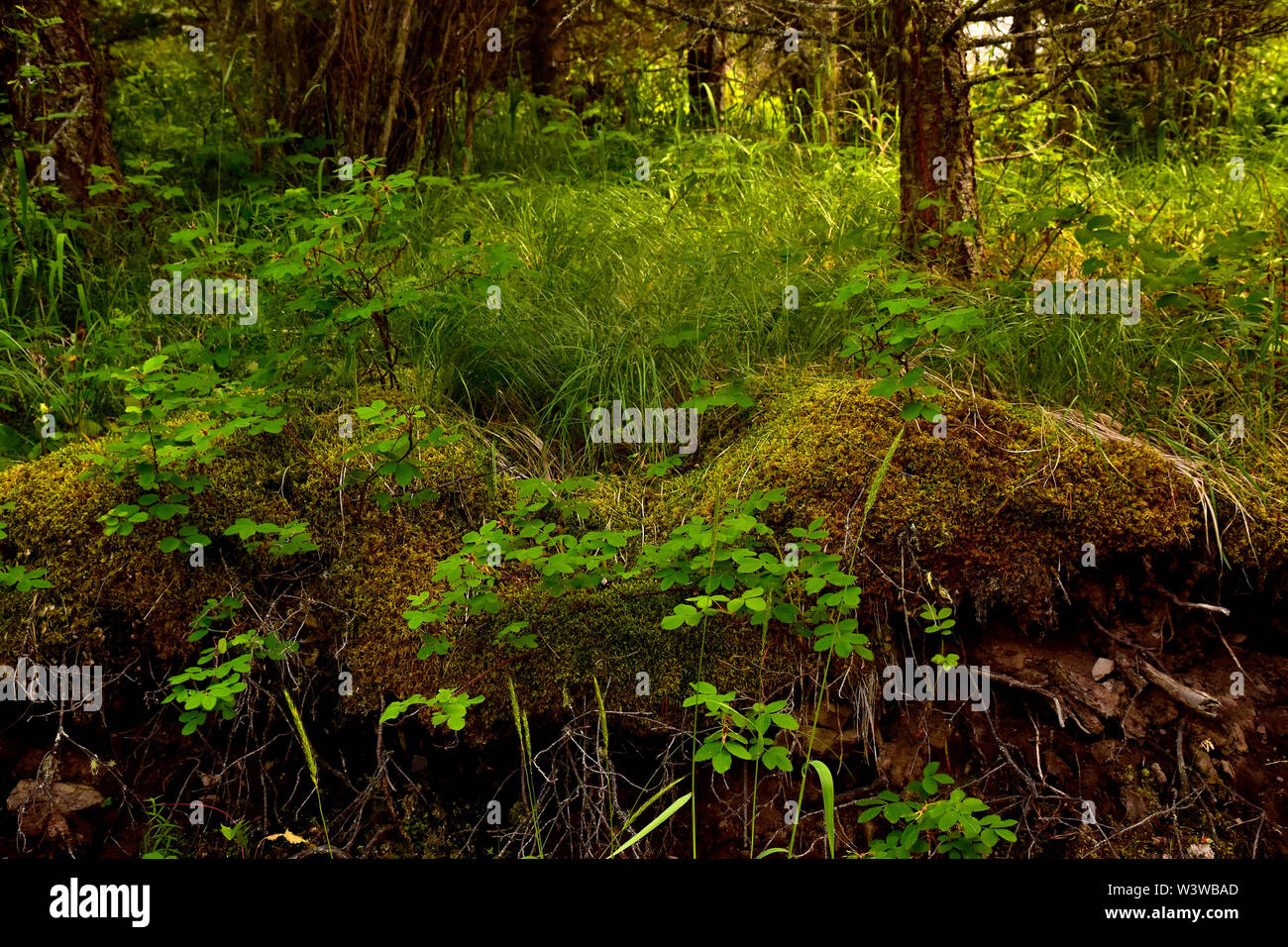 Beautiful plants and flowers of the forest. Stock Photo