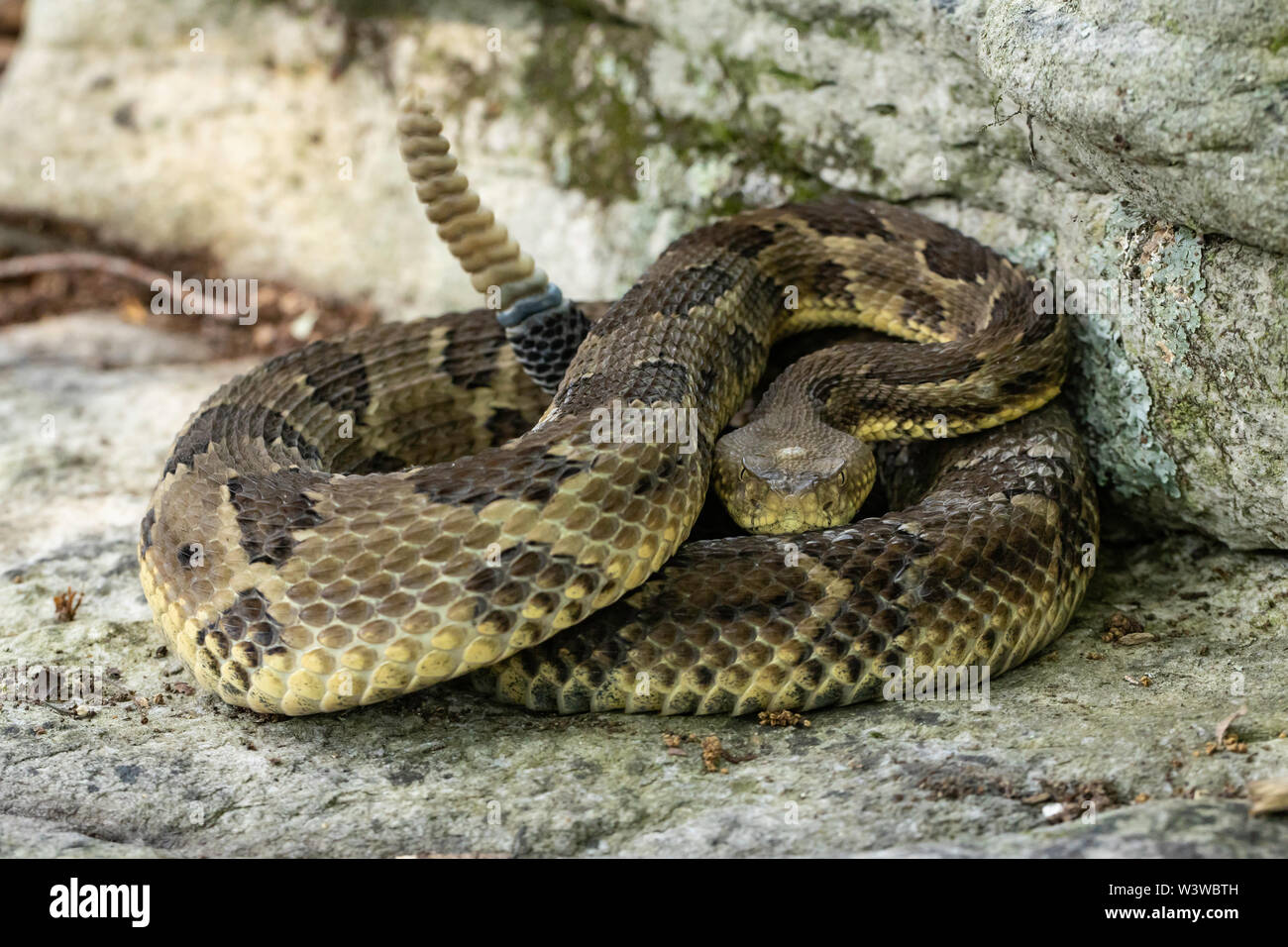 Yellow phase timber rattlesnake - Crotalus horridus Stock Photo - Alamy