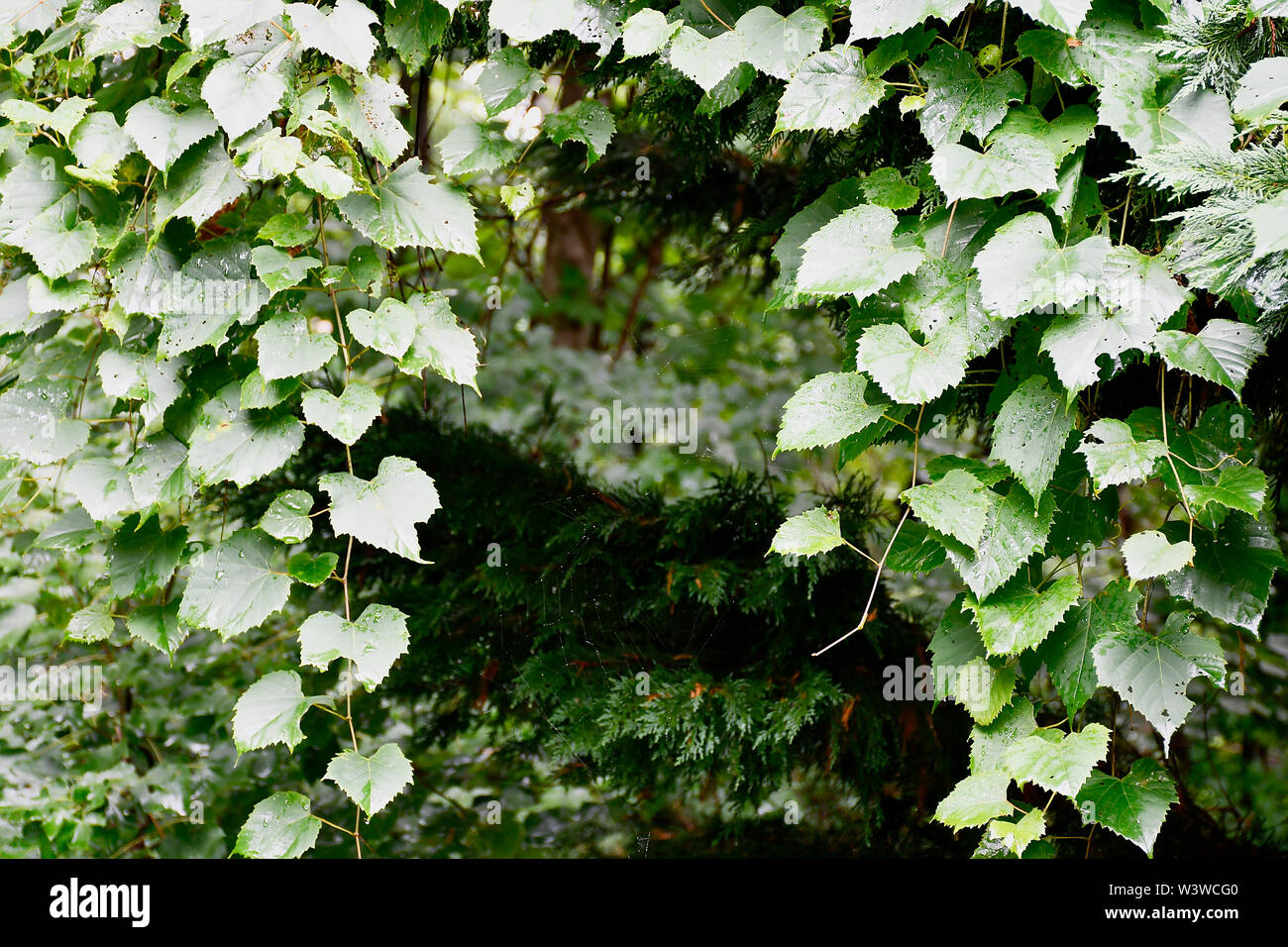 Wild grape vines covering pine tree Stock Photo Alamy