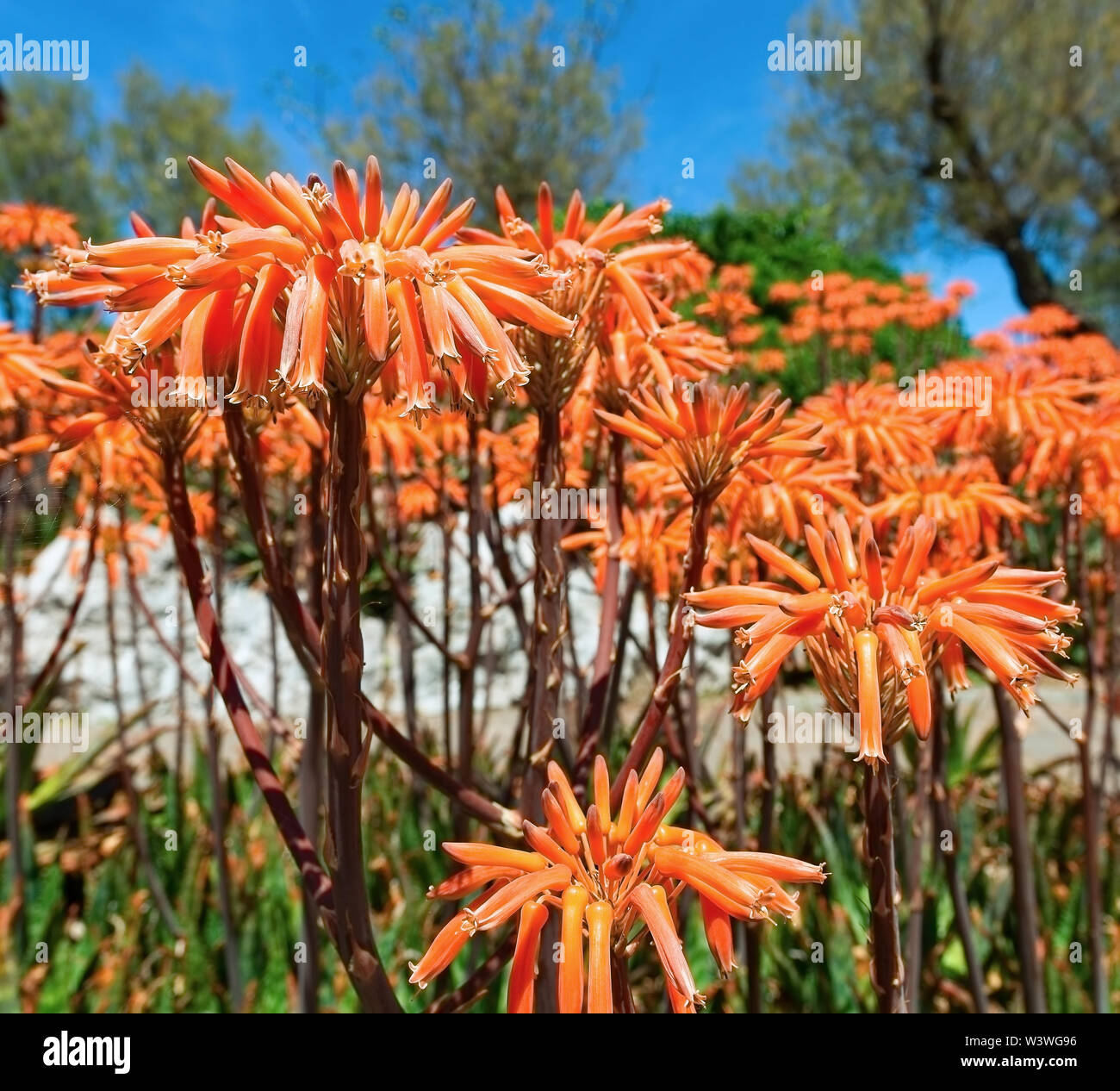 beautiful orange flowers close up Stock Photo