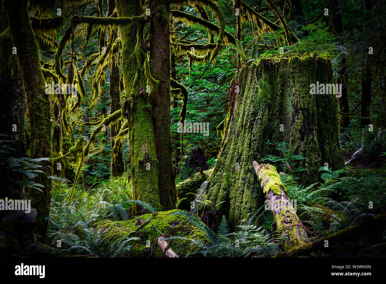 Old growth forest at sunset Stock Photo