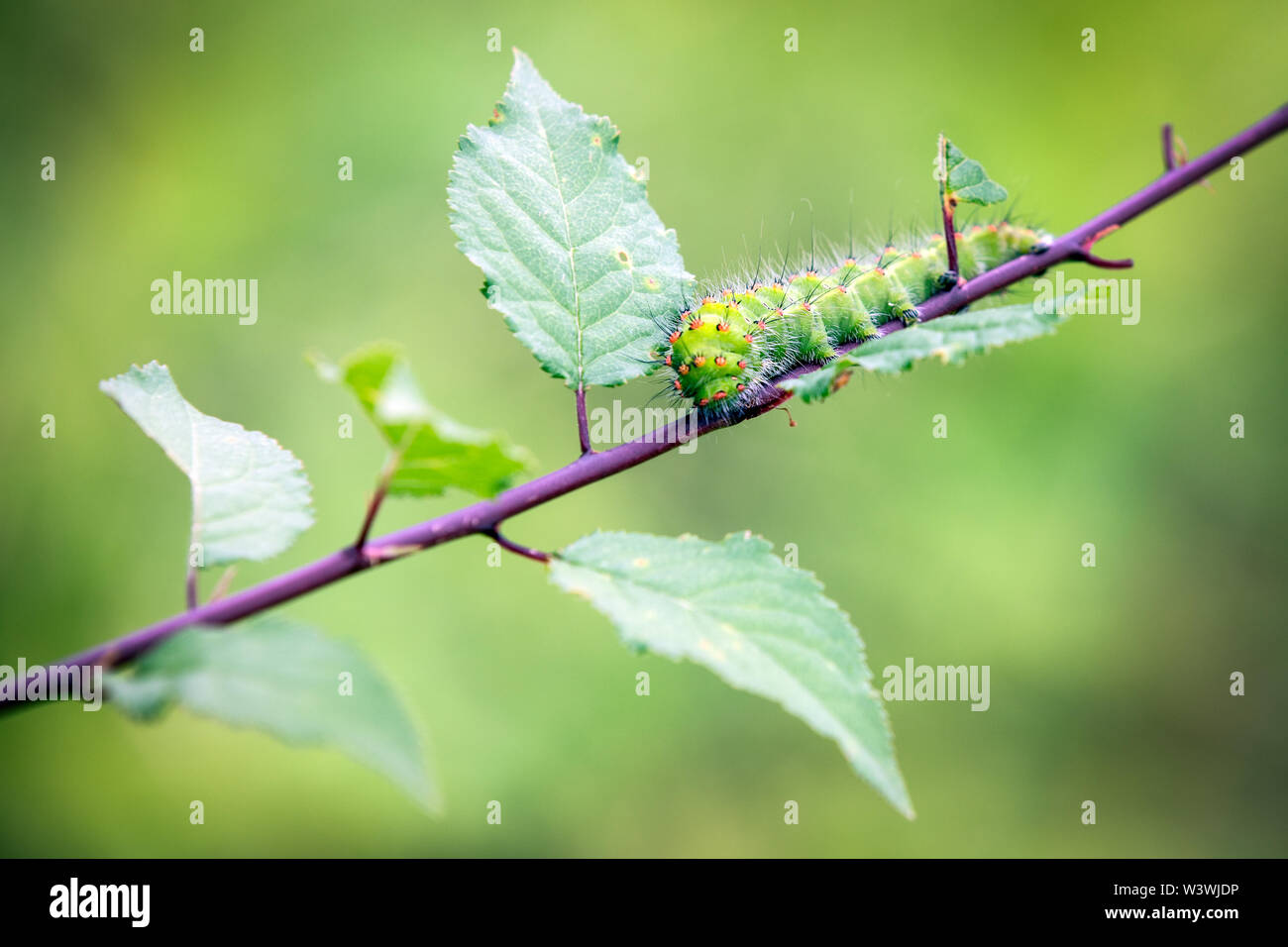 Page 3 Fun Worm High Resolution Stock Photography And Images Alamy