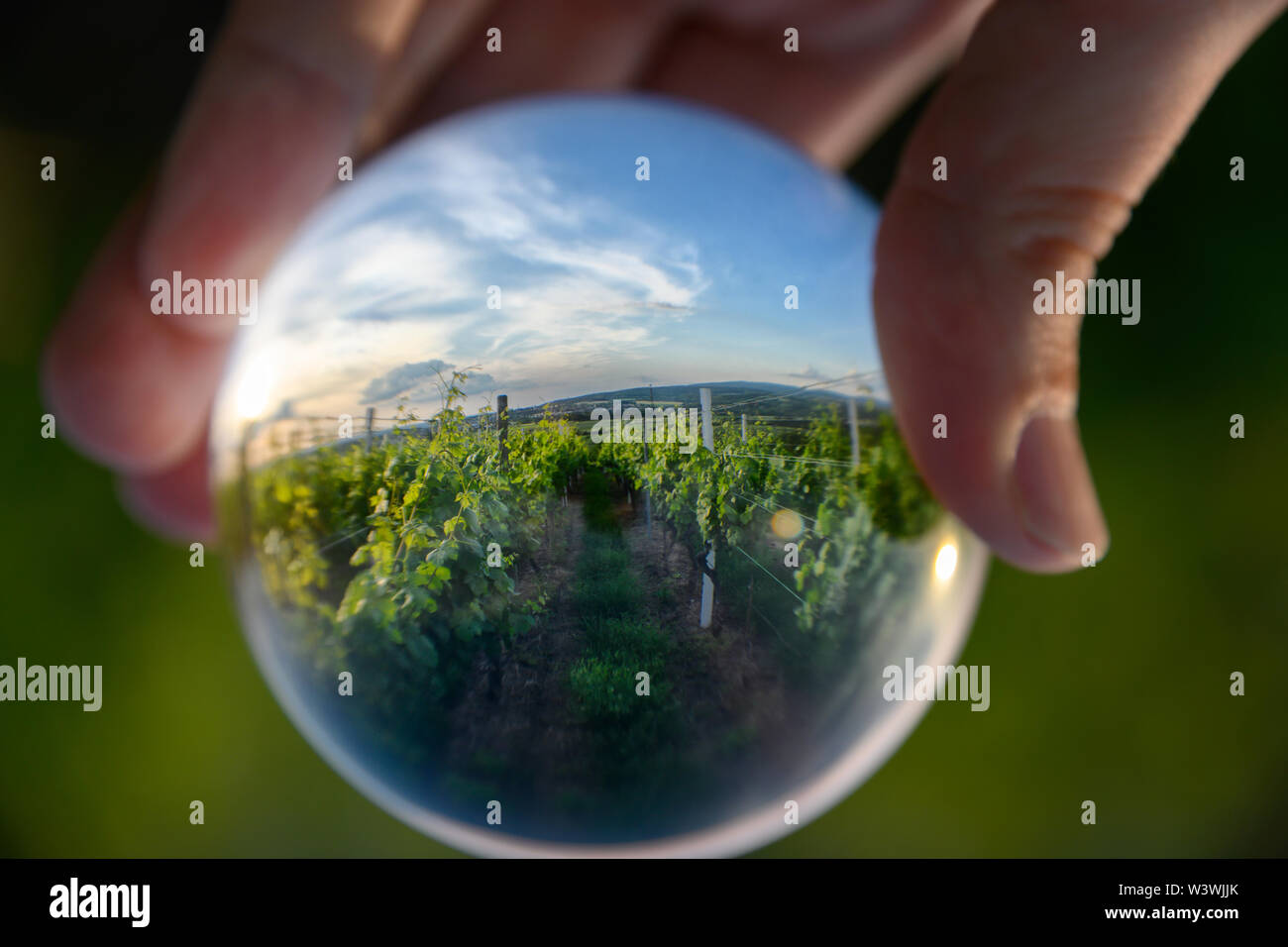 Green vineyards captured in lensball Stock Photo