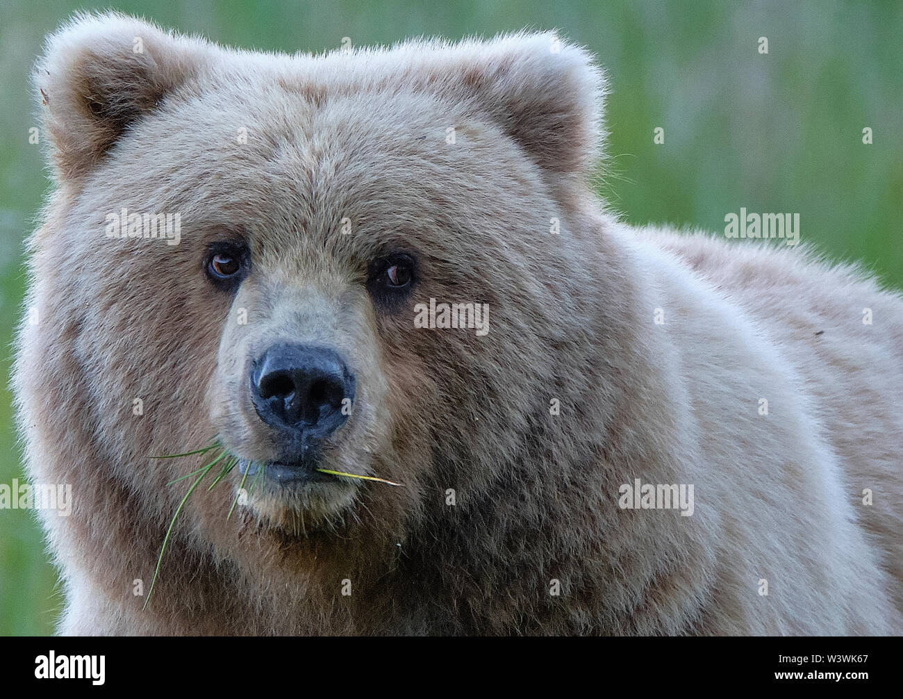 An Alaskan Brown Bear with Eyes Askance Stock Photo