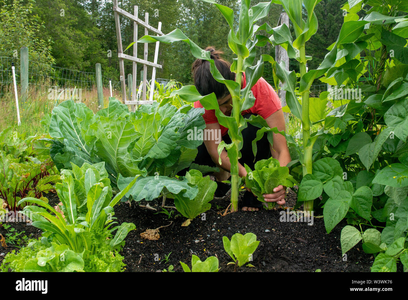 Mid length view of a women cutting a head of lettuce in her backyard vegetable garden. Stock Photo
