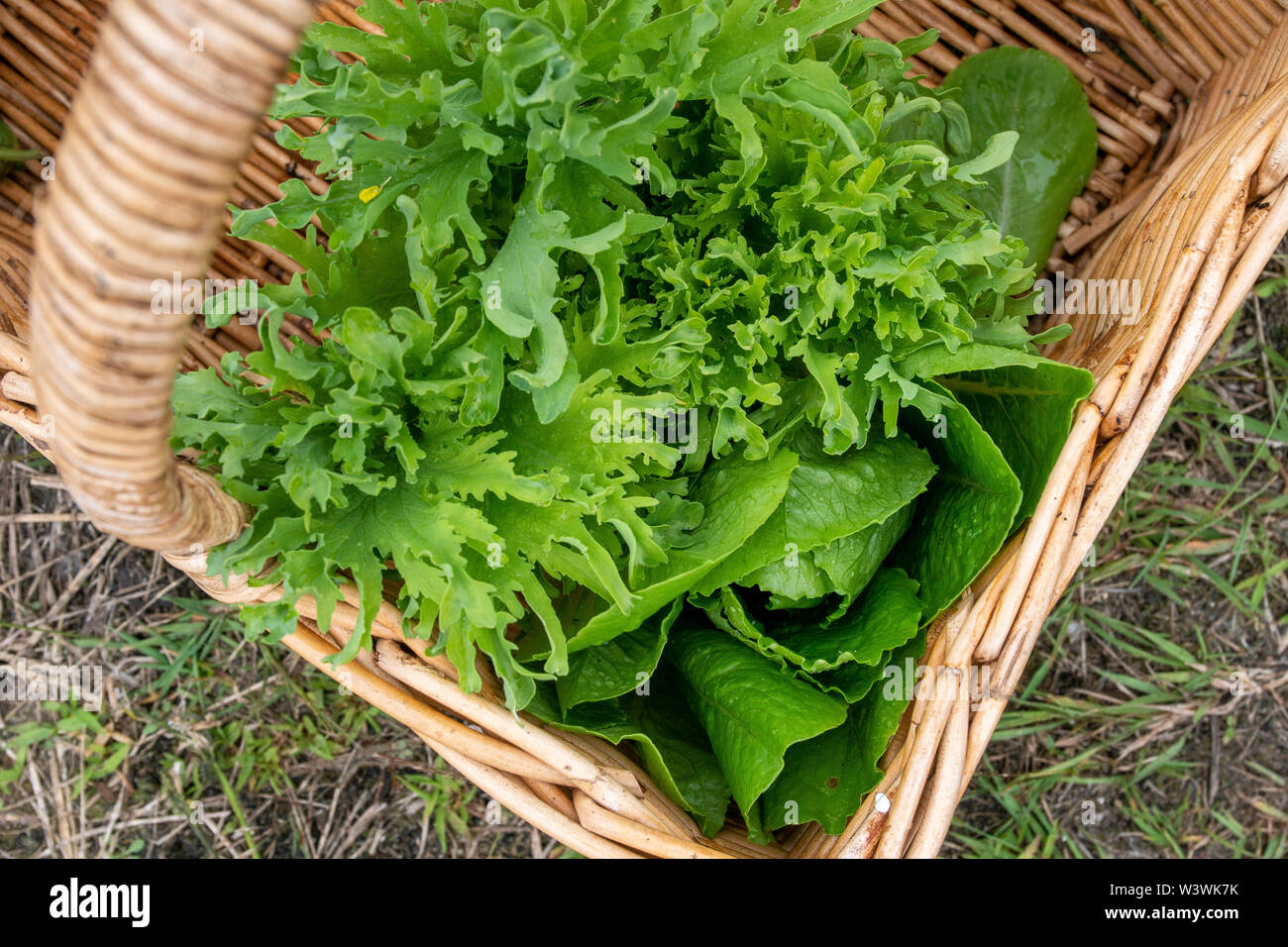 Fresh vegtables from a backyard garden are harvested and in basket to be enjoyed. Stock Photo