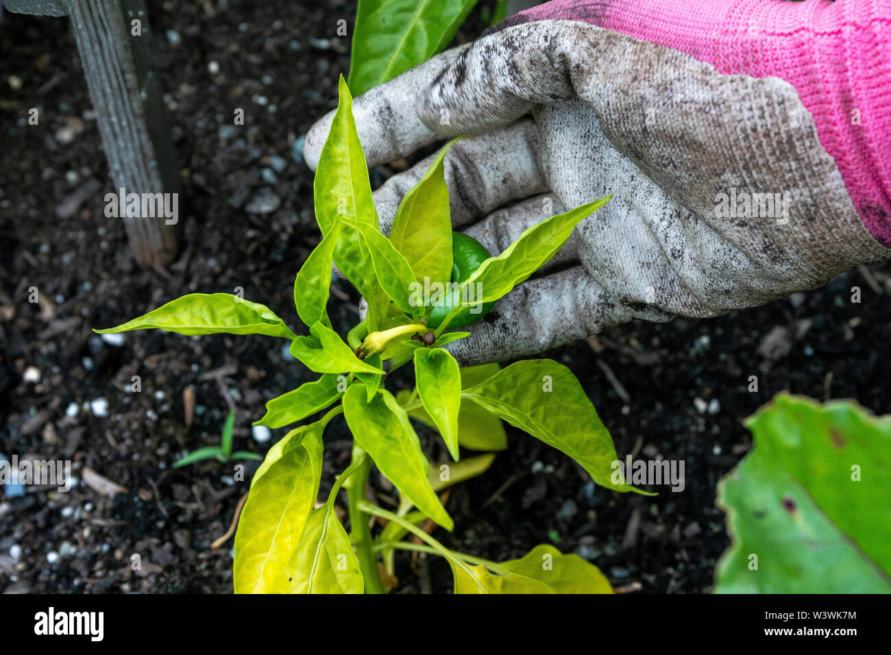A women shows off a jalepeno plant in her backyard vegetable garden. Stock Photo