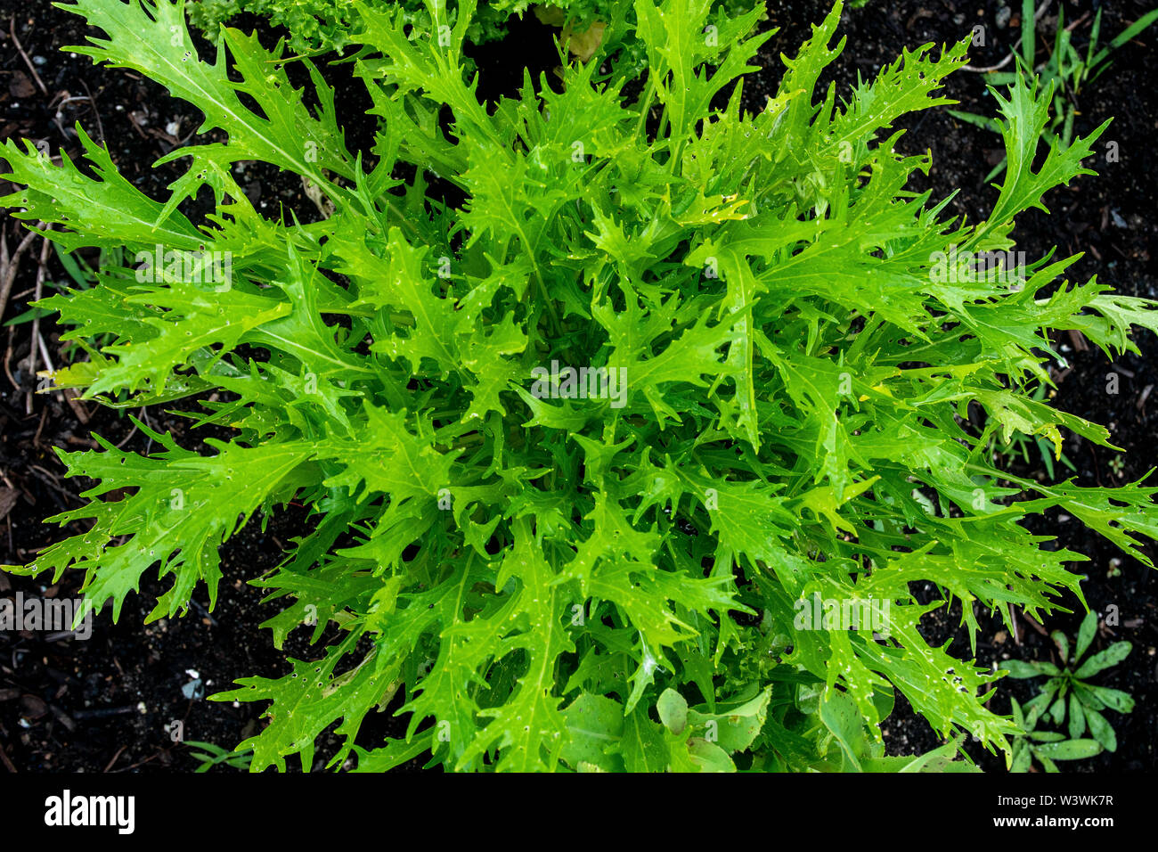 Close up shot of lettuce in a backyard vegetable garden. Stock Photo