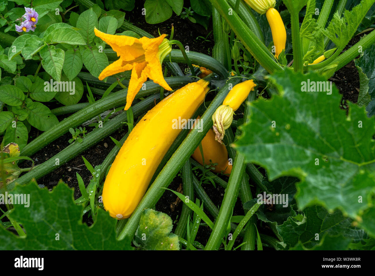 Close up of a yellow squash growing in a backyard vegetable garden. Stock Photo