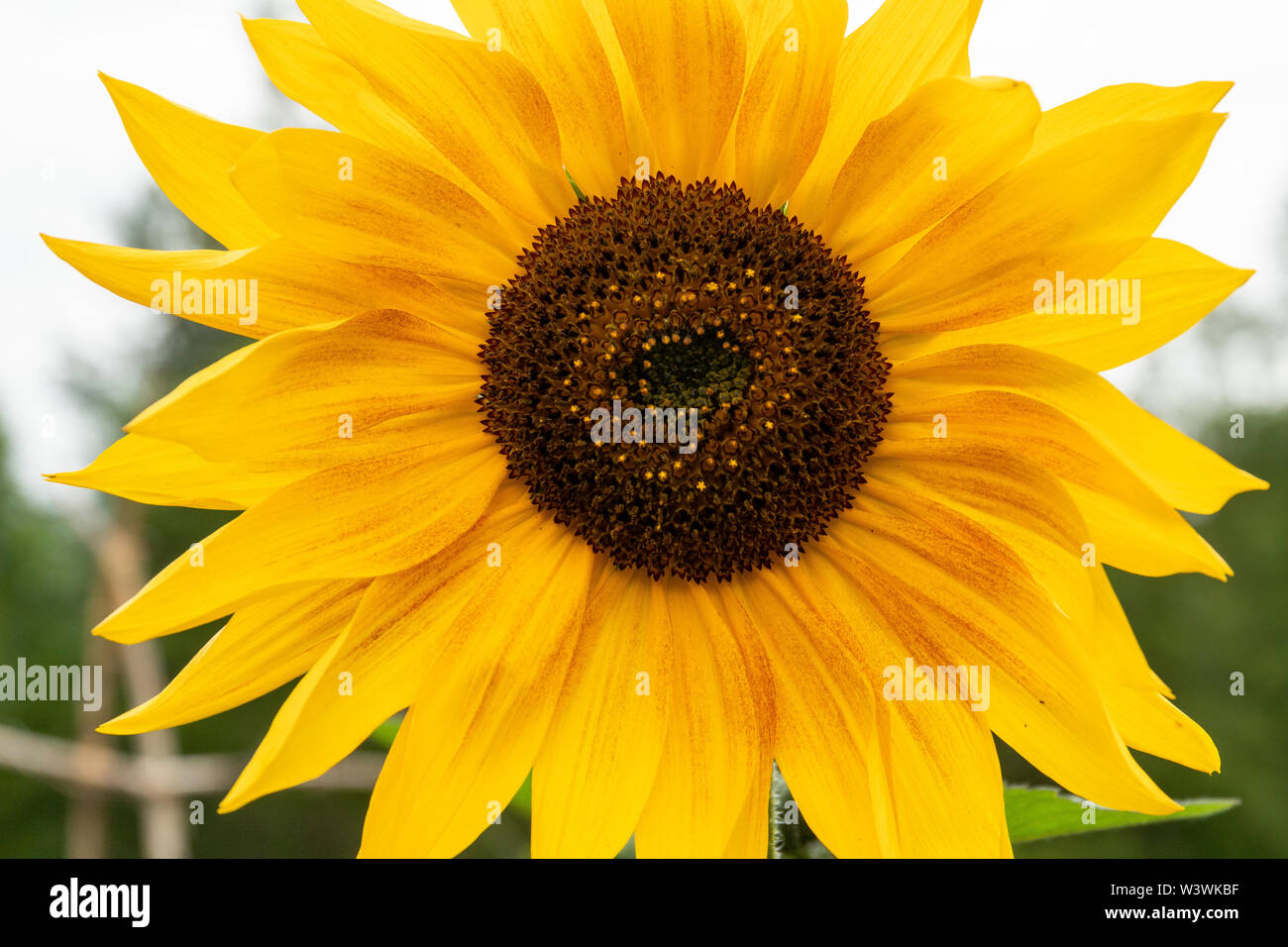 Close up shot of a yellow sunflower in a backyard vegetable garden. Stock Photo