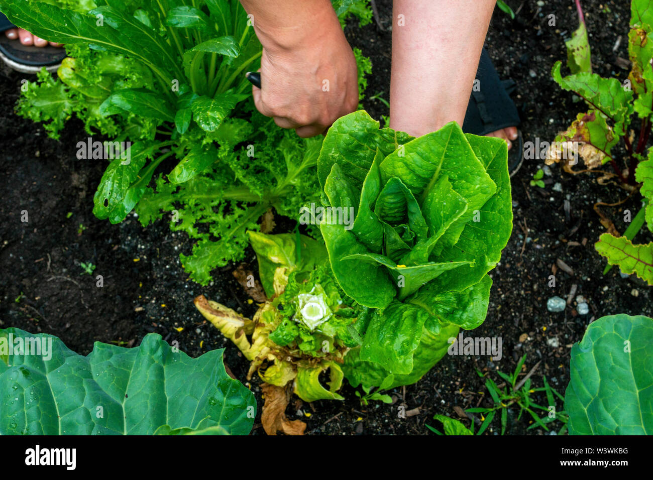 A women cuts a head of lettuce in her backyard vegetable garden. Stock Photo