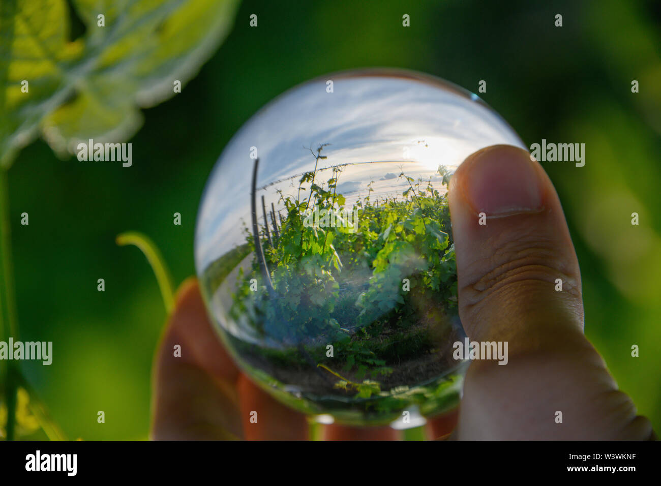 Vineyards captured in glass ball Stock Photo