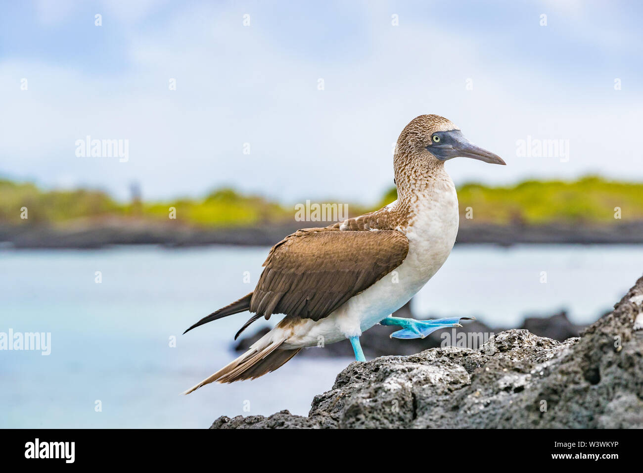 Blue-footed Booby - Iconic and famous galapagos animals and wildlife. Blue footed boobies are native to the Galapagos Islands, Ecuador, South America. Stock Photo
